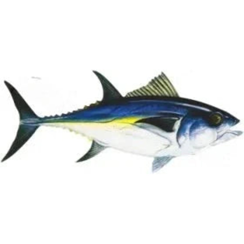 Action Dolphin