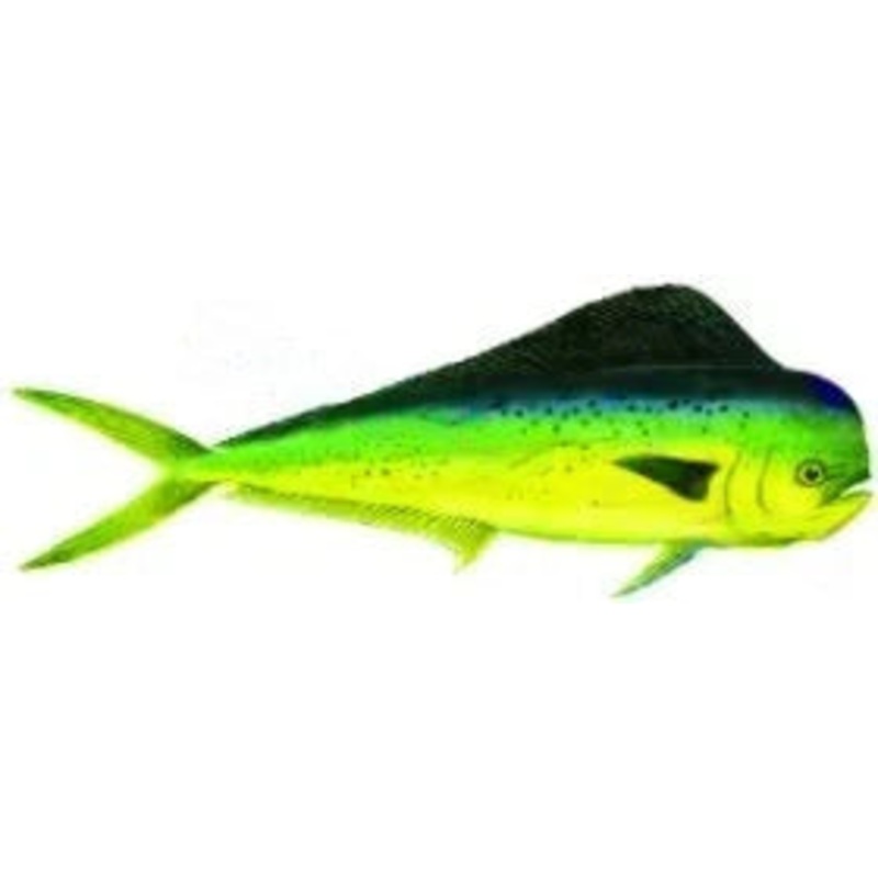Bluefin Tuna
