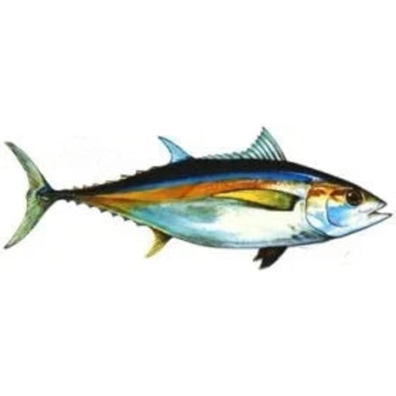 Cobia