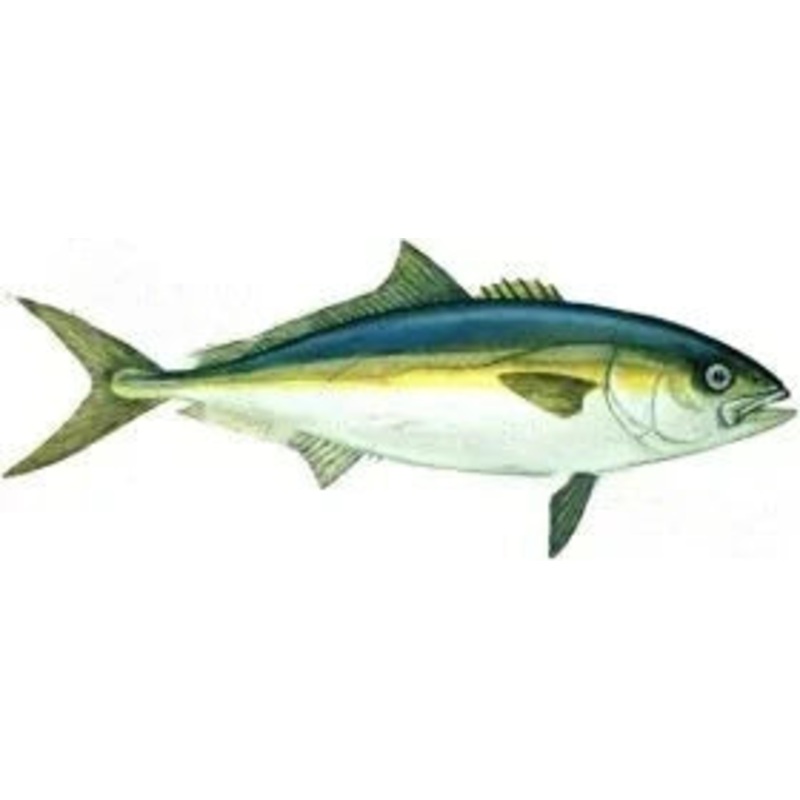 Gag Grouper