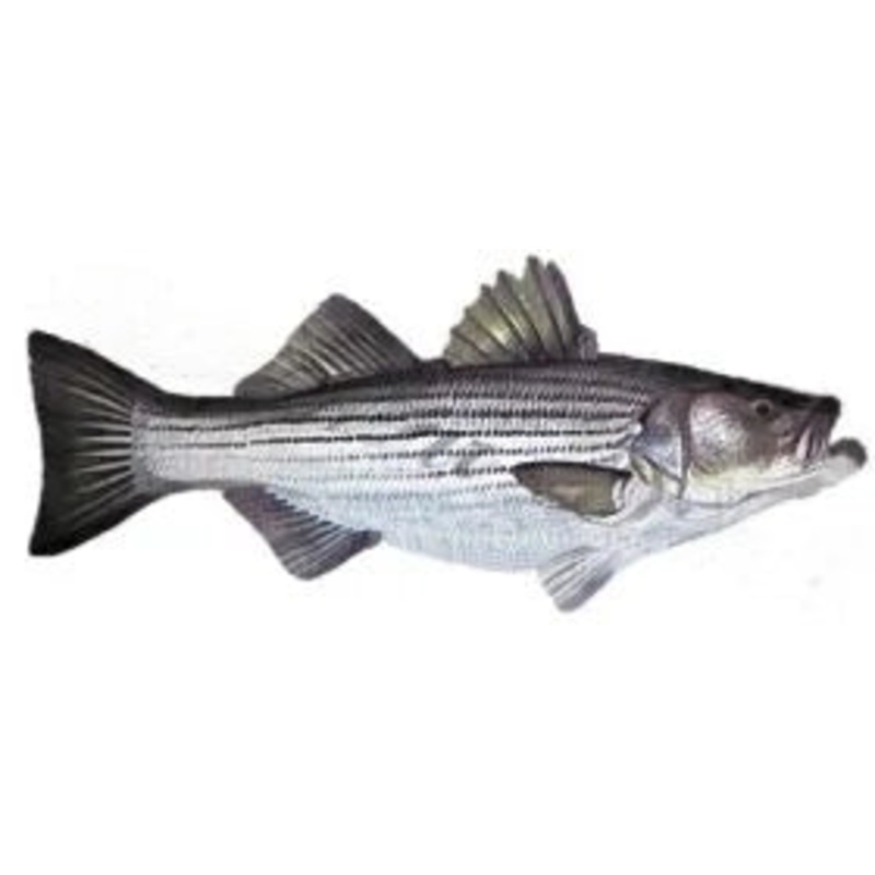 Peacock Bass
