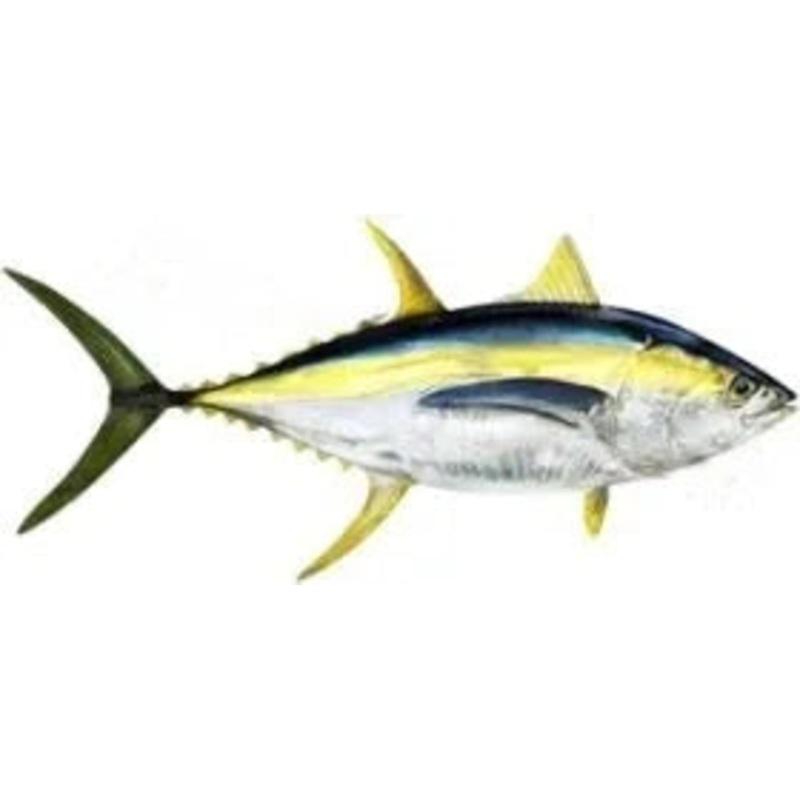Rainbow Trout