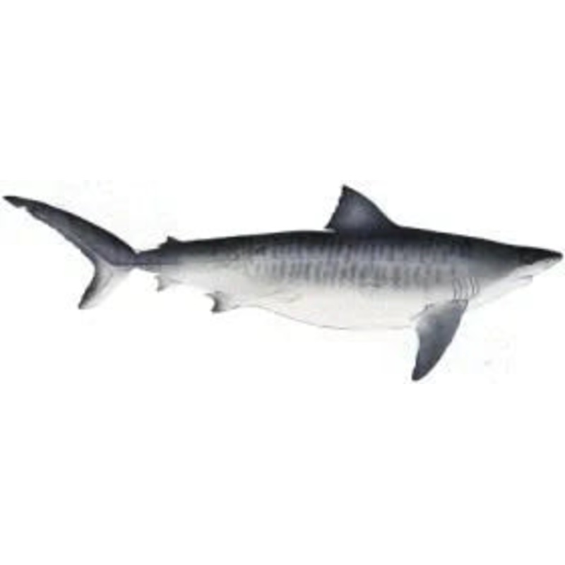Redfish