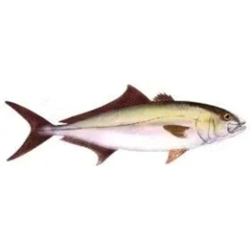 Sheepshead