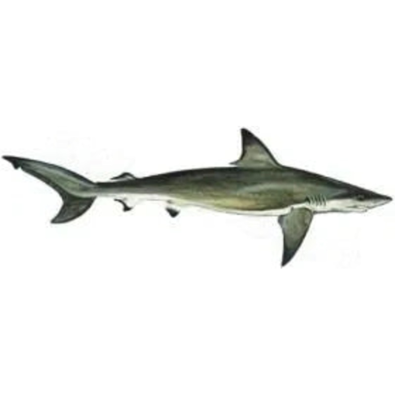 Skipjack Tuna