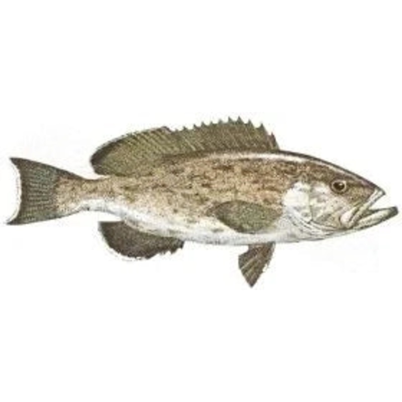 Snook