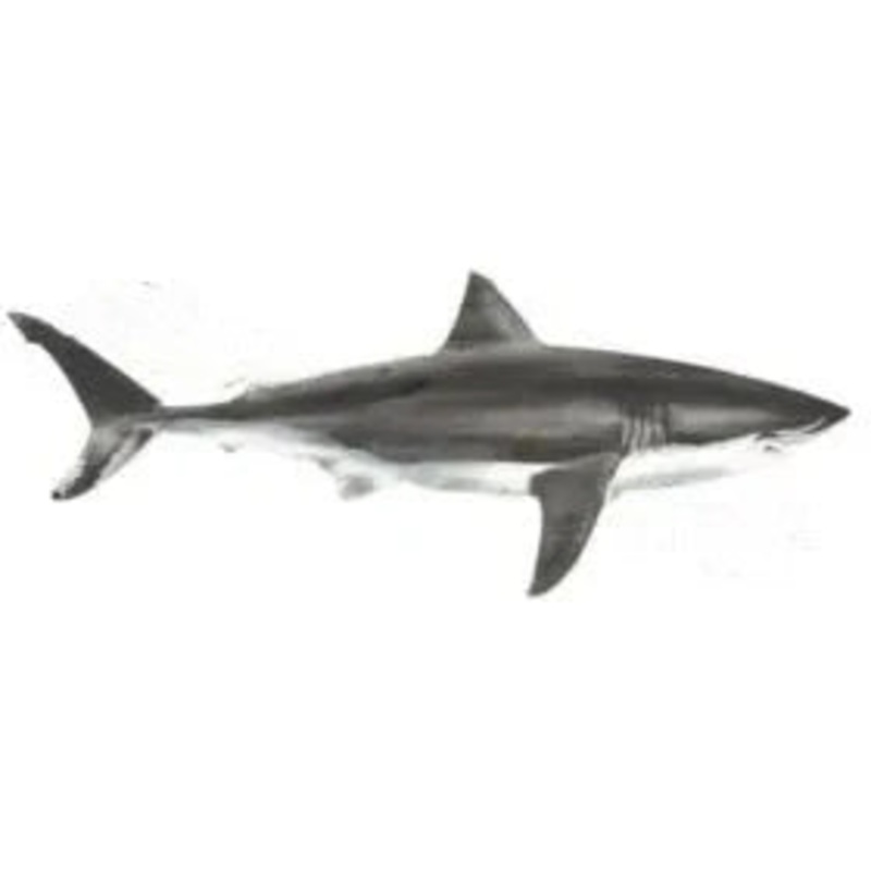 Spanish Mackerel