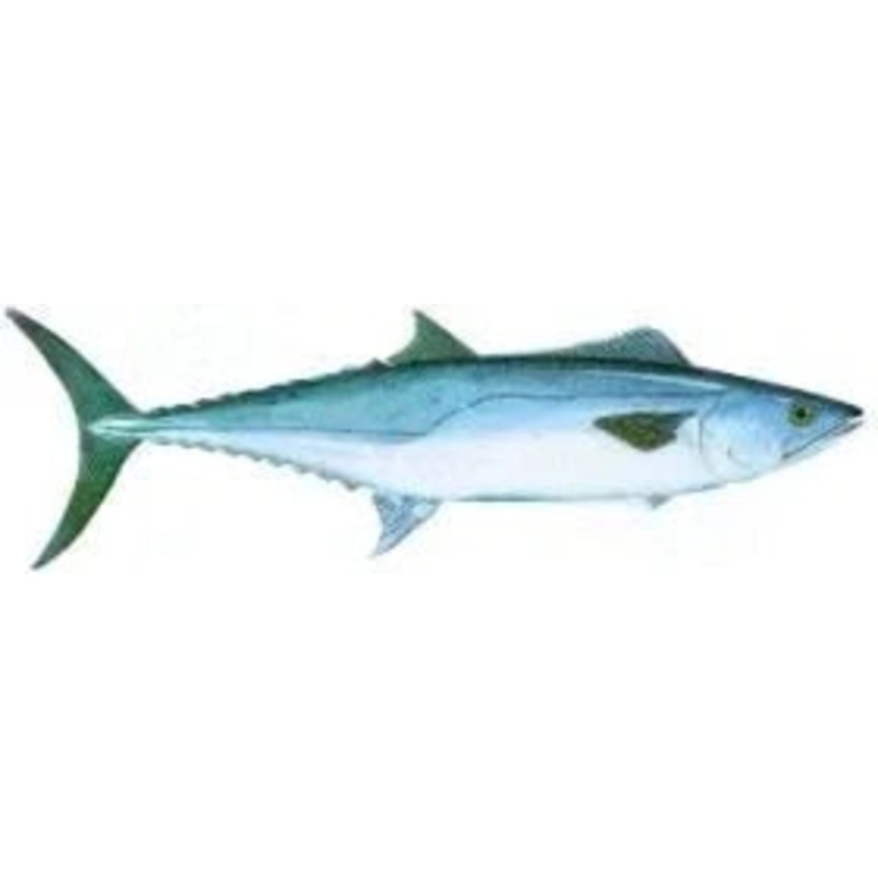 Swordfish