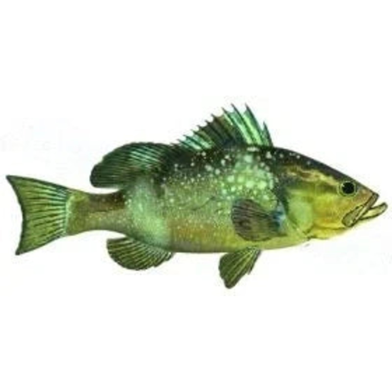 Wahoo