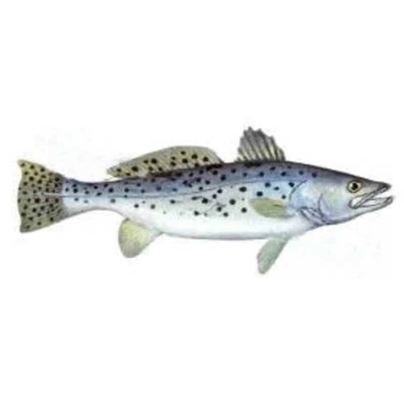 Yellowtail Snapper