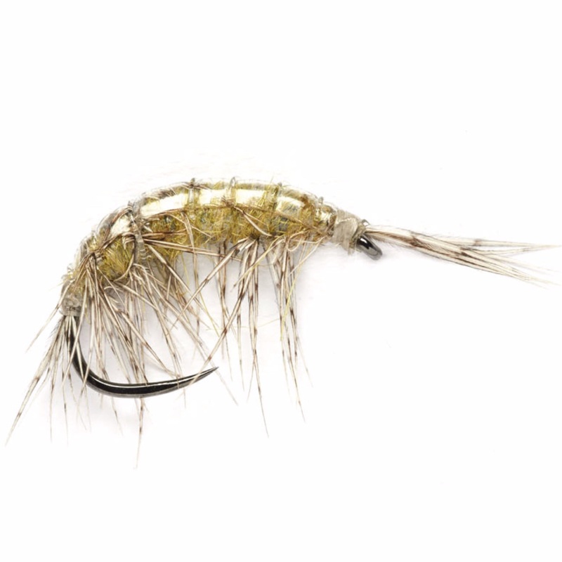 Edwards Freshwater Shrimp 14