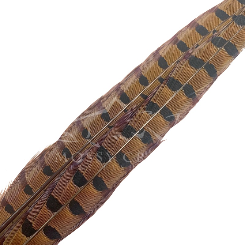 Ringneck Pheasant Tail Feathers Natural