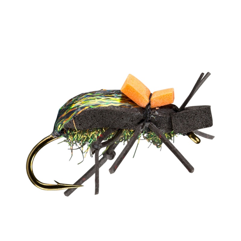 Ground Beetle Black 6