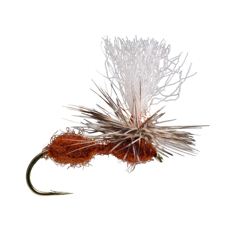 Parachute Ant Cinnamon 14