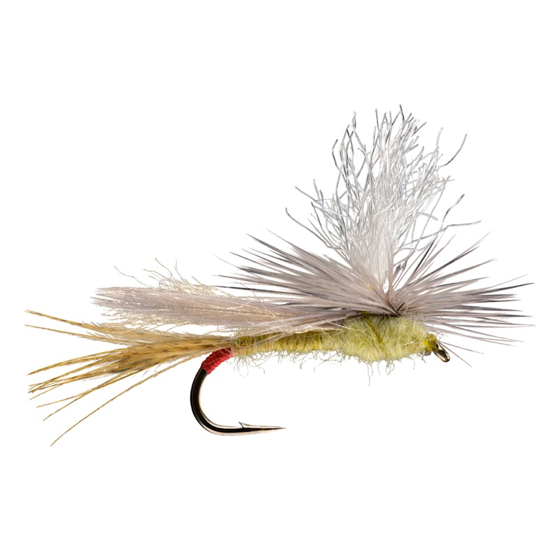Parachute Yellow Sally 12