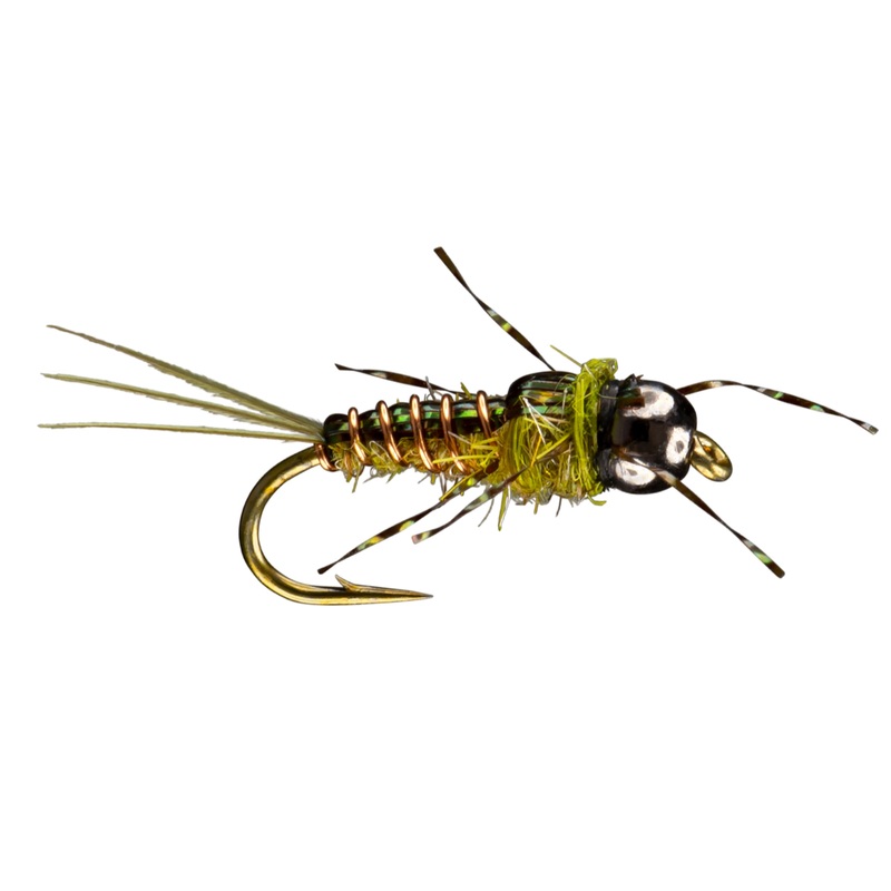 Anato-May Olive 12