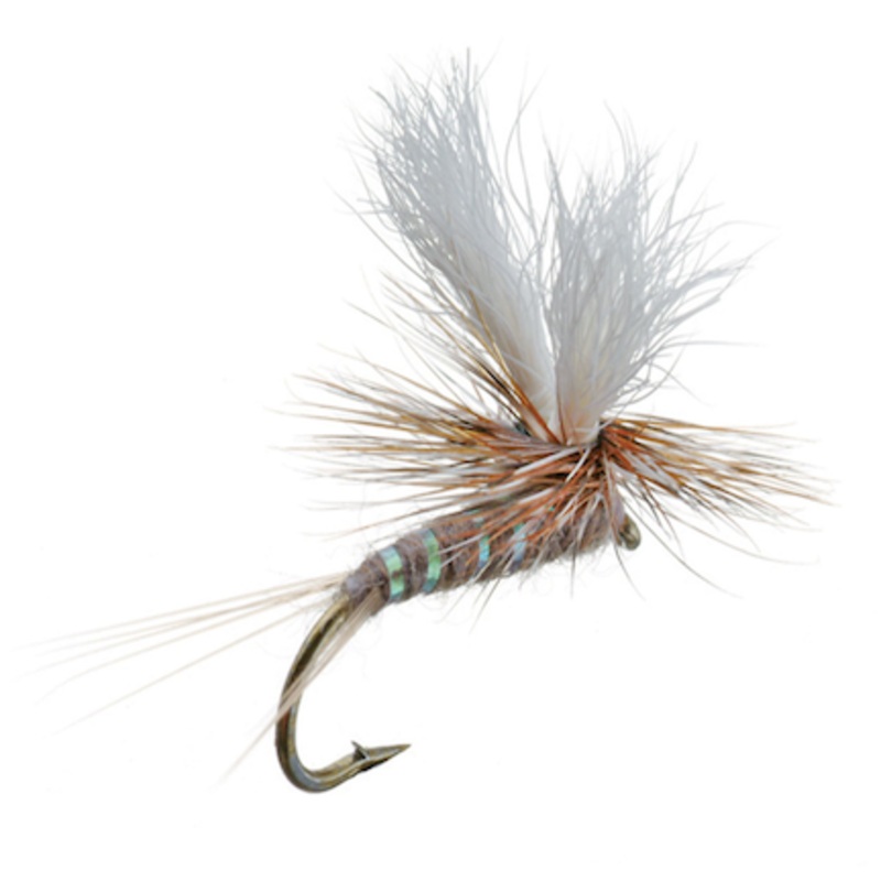ParaWulff Adams 12