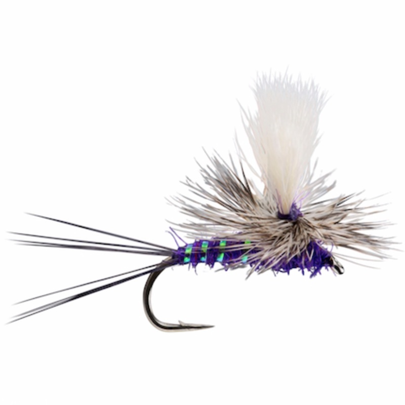 ParaWulff Purple 12
