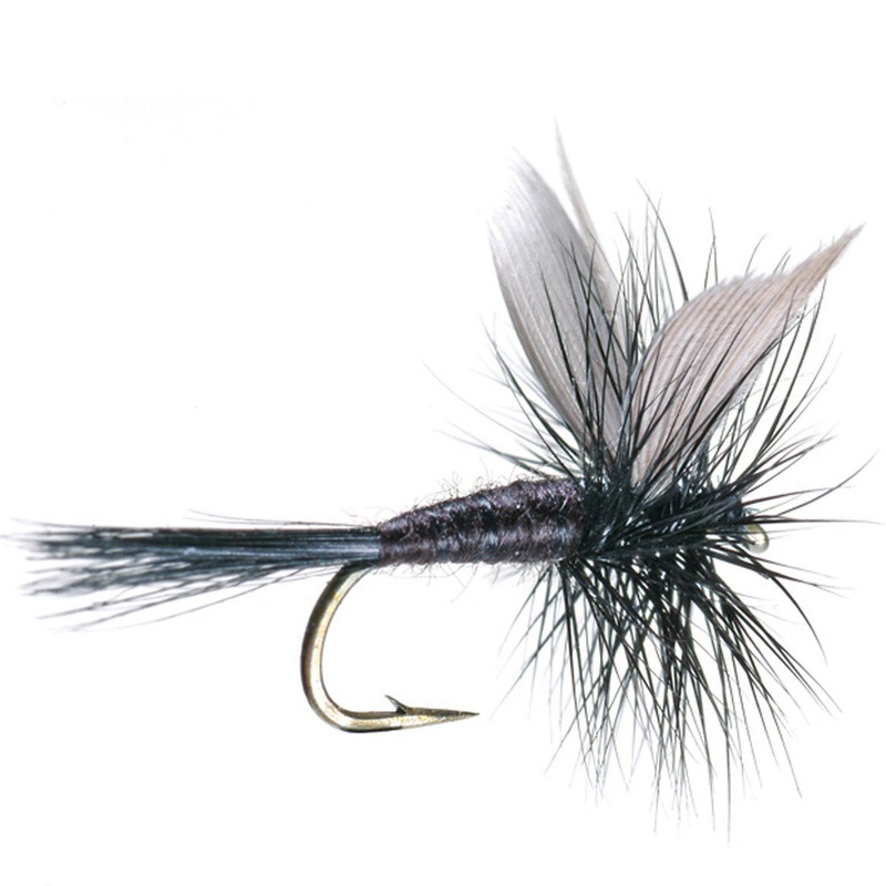 Black Gnat 12