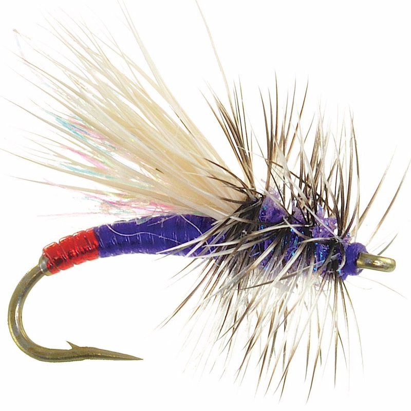 Mini Hot Garcia Purple 16