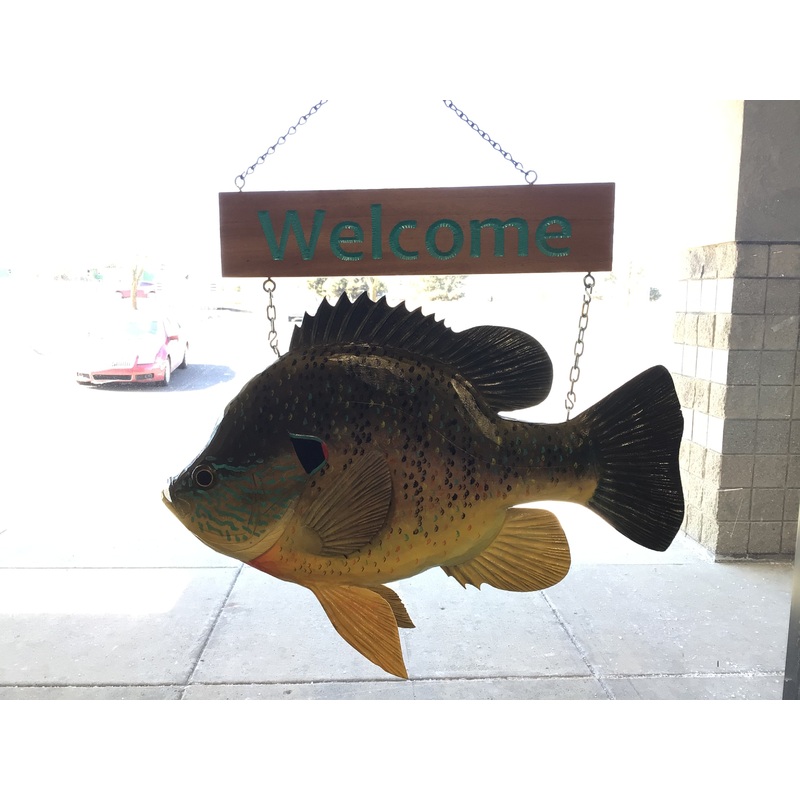 Batchik 2 Two sided sunfish