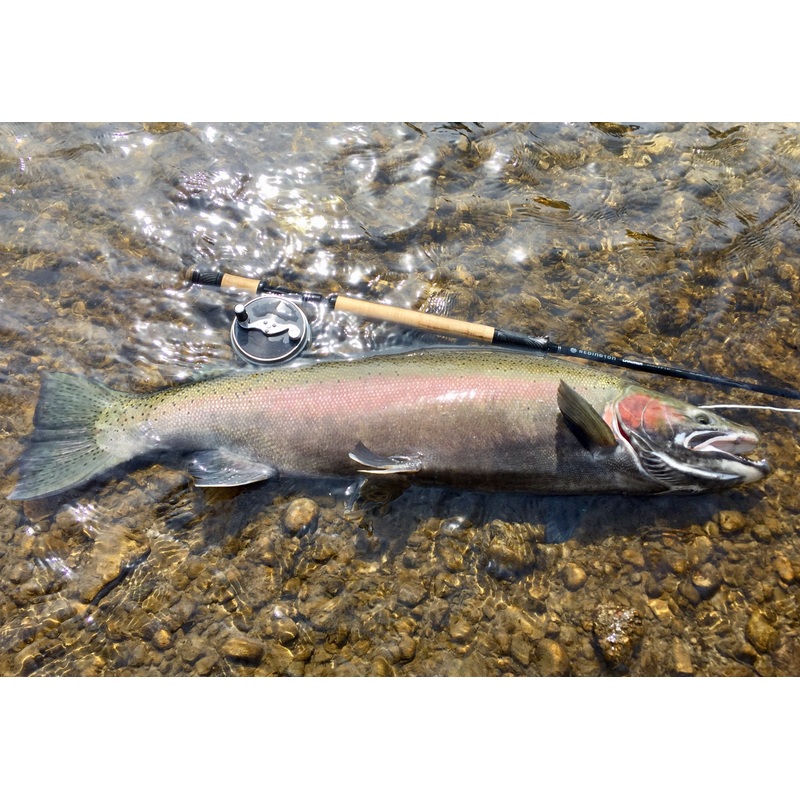 How to Catch a Great Lakes Steelhead 10/15 | 3-5 pm