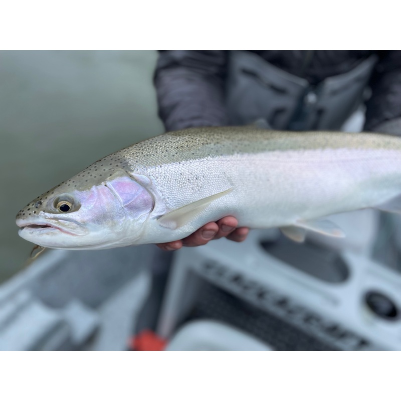 Tying Swing Flies for the Great Lakes Steelhead