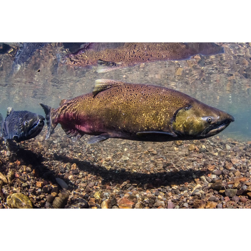 How to Catch Great Lakes Salmon On The Fly 8/27 | 3-5 pm