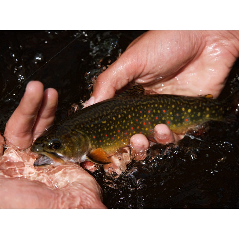 Fly Tying: Trout Soft Hackles 2/10 | 6-8 pm