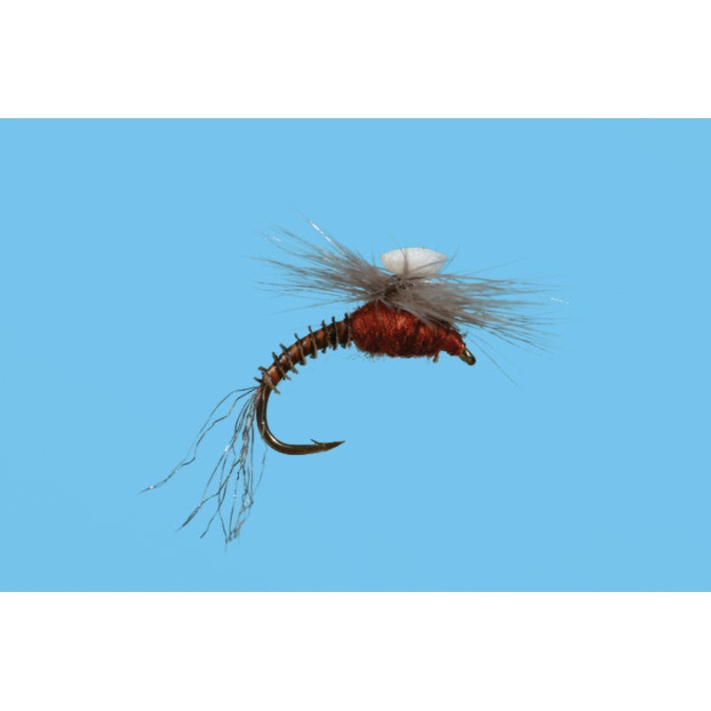 BROOKS SPROUT MAHOGANY 16
