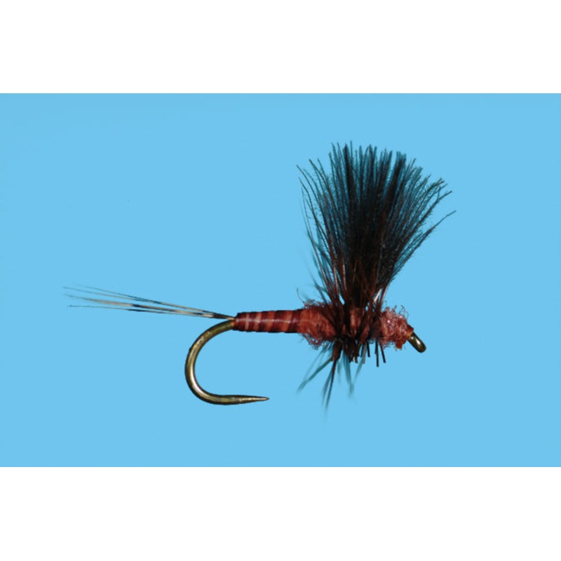 CDC Thorax Mahogany 16