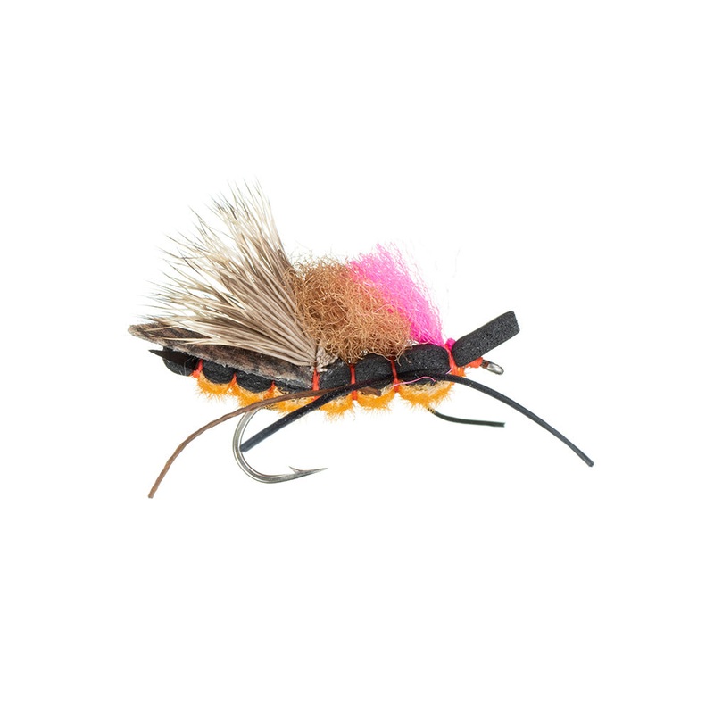 Giant Stonefly of Michigan 4