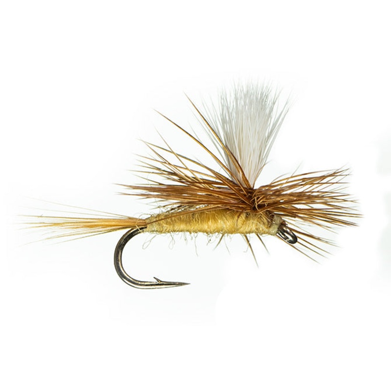 Parachute Sulphur 18
